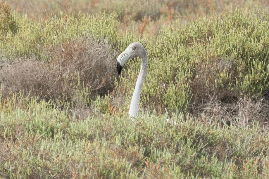 A flamingo is poking out of the grass, at Parc Natural Delta de l'Ebre