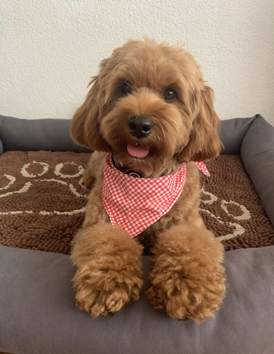 Hundezucht Hopeful Australian Labradoodle Sybille M ller 6362 hundezucht-hopeful-australian-labradoodle-sybille-m-ller-6362