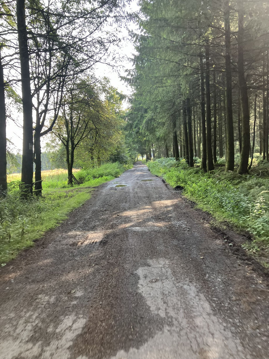 Gravelstraße durch Wald in den Ardennen nahe Fagne de Samrée – Bikepacking-Landschaft in Belgien.