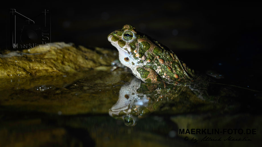Wechselkröte (Bufotes viridis)