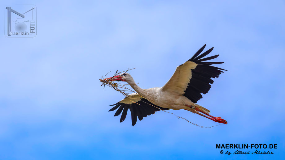 Weißstorch (Ciconia ciconia), Klapperstorch im Flug