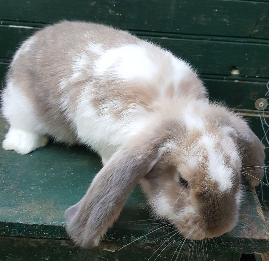 LES LAPINS GEANTS BELIERS FRANCAIS - Site de leslapinsduharas