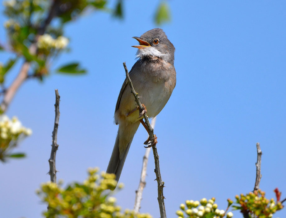 Whitethroat