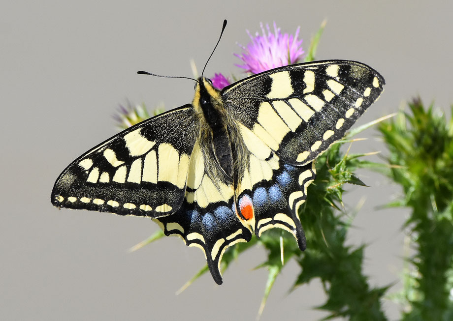 Swallowtail Butterfly