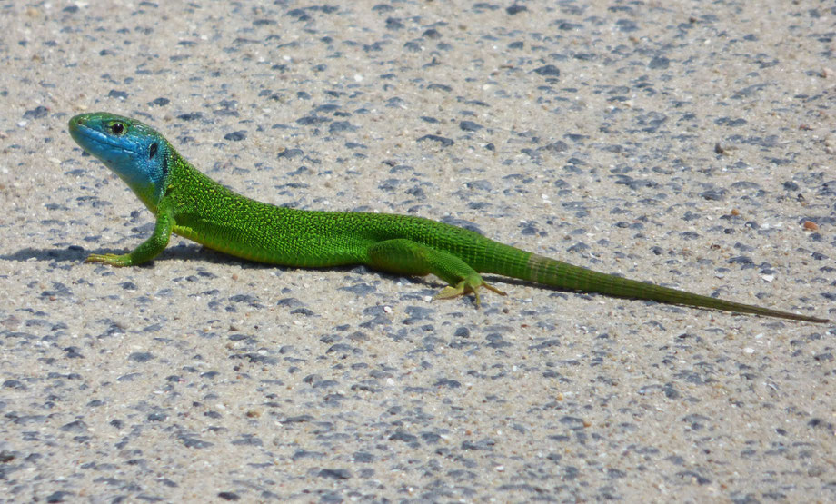 Weston Green Lizard