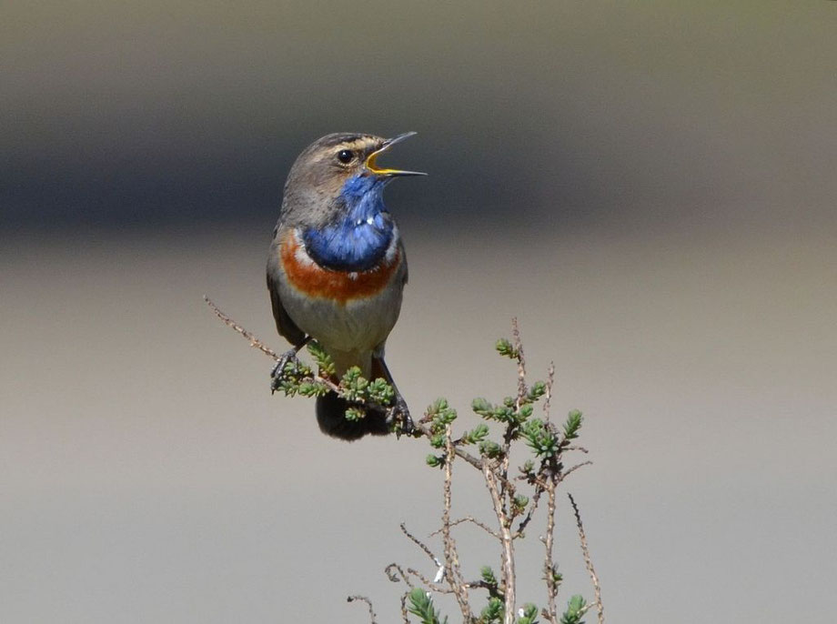 Bluethroat