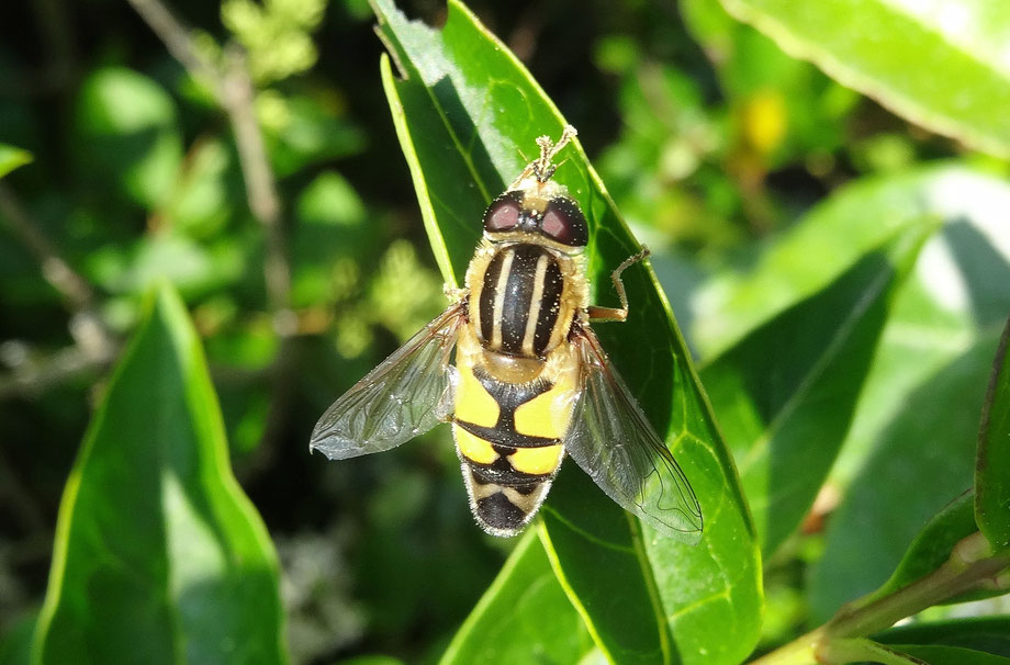 Striped Hoverfly