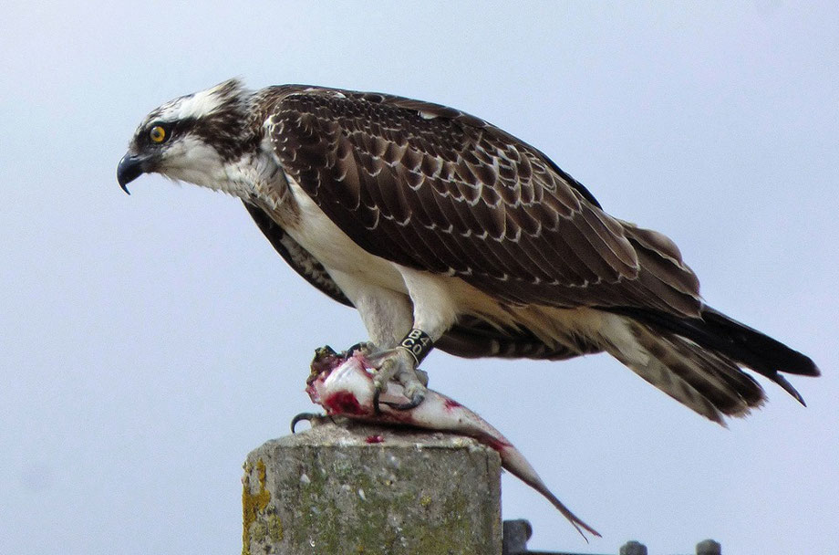 Osprey