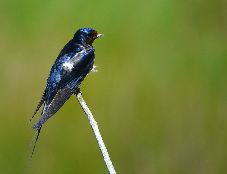 Swallow