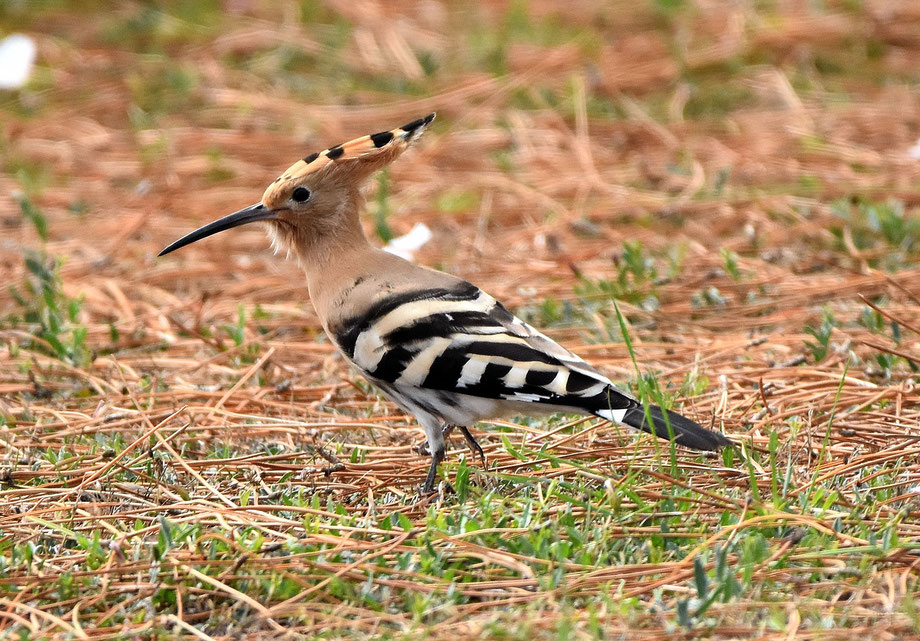 Hoopoe