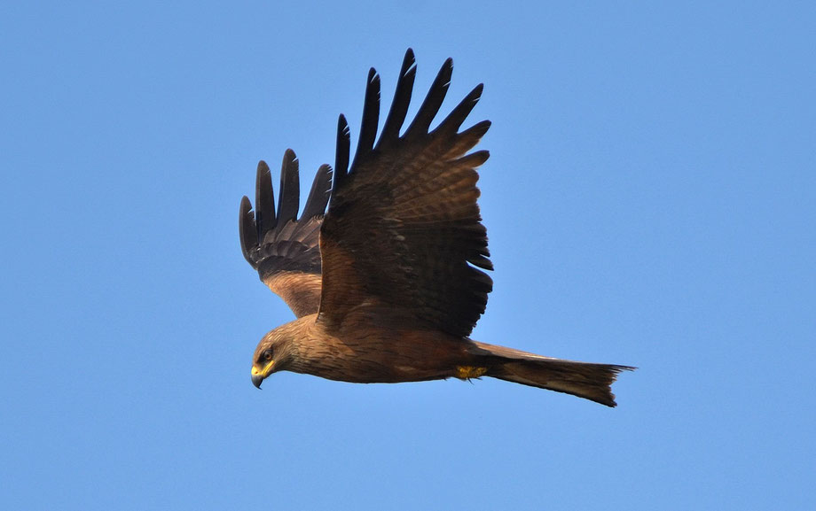 Black Kite