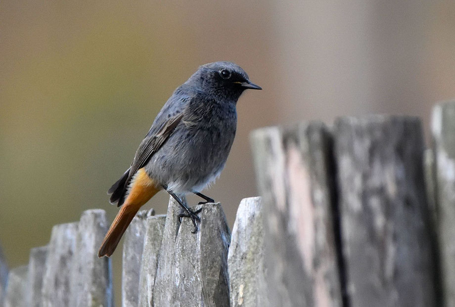 Black Redstart