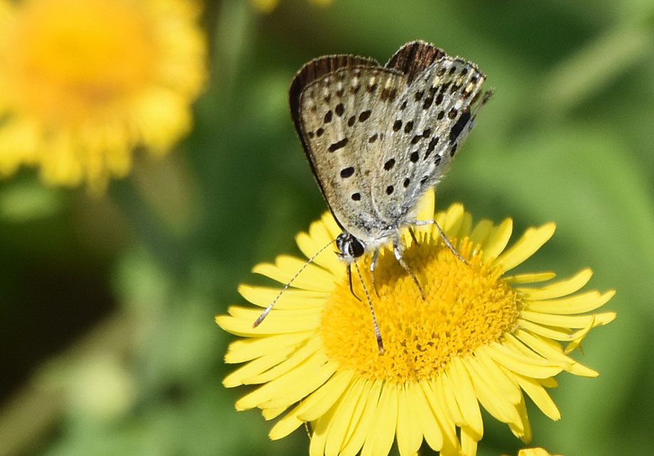 Sooty Copper Butterfly