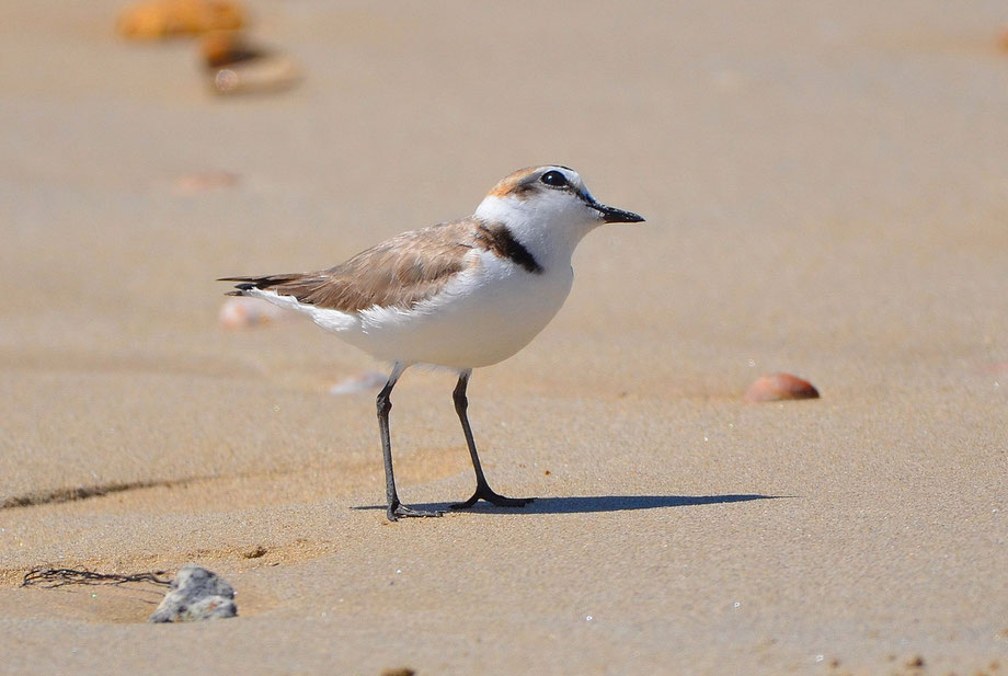 Kentish Plover