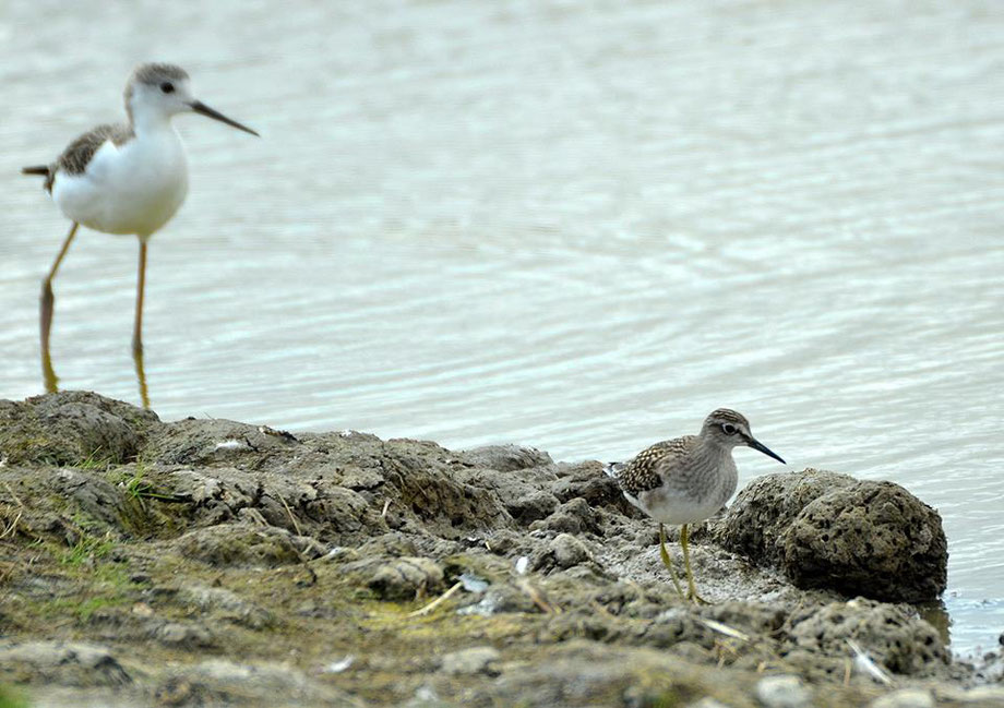 Wood Sandpiper