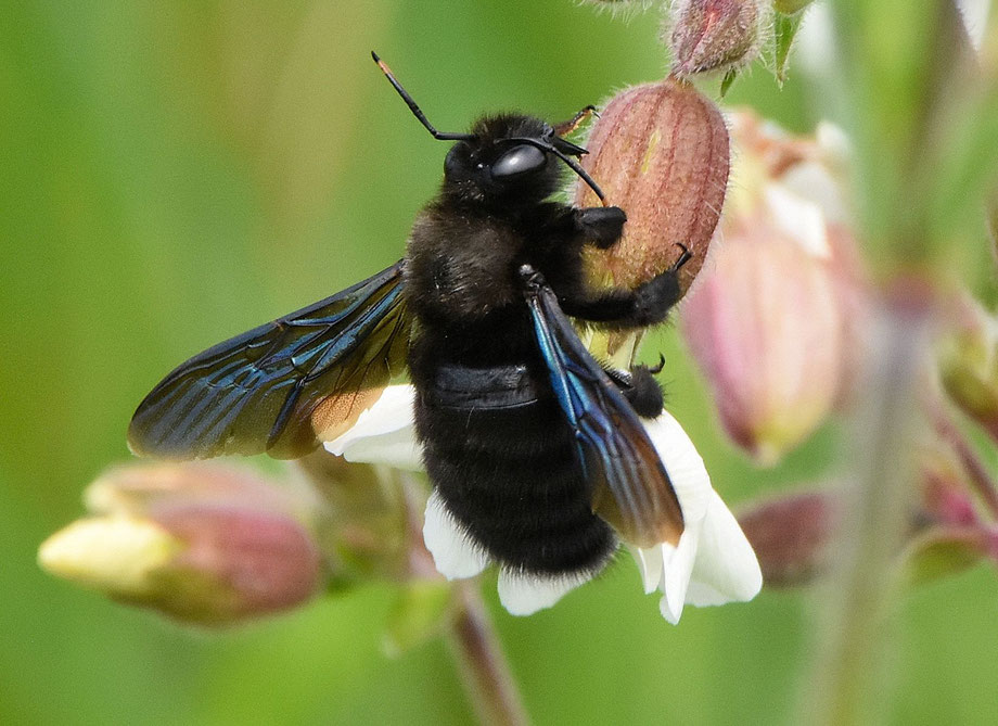 Carpenter Bee