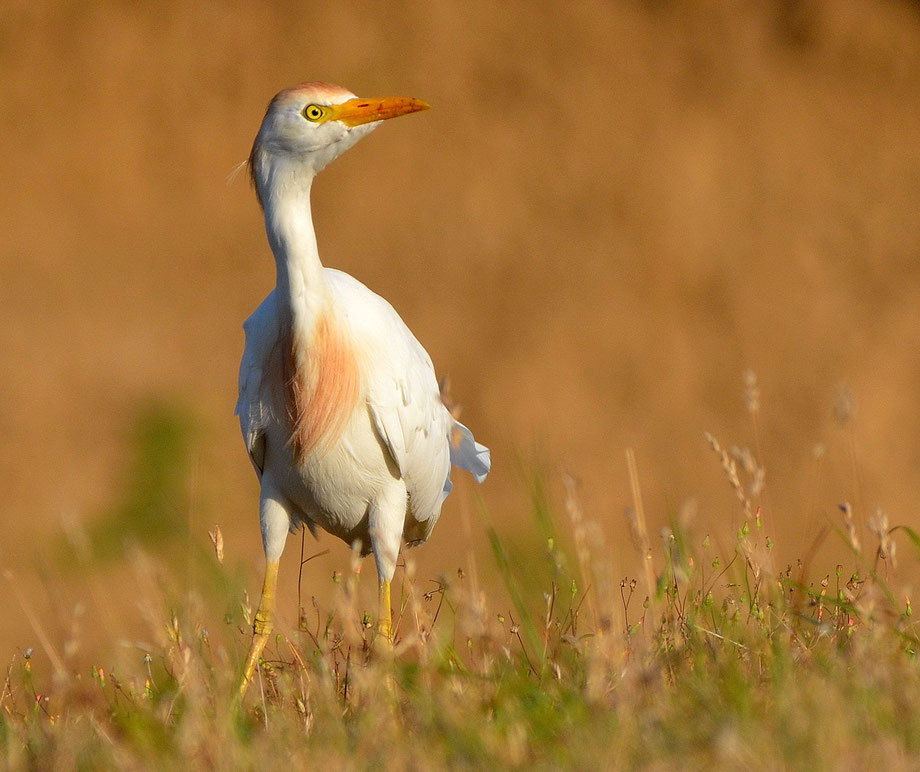 Cattle Egret