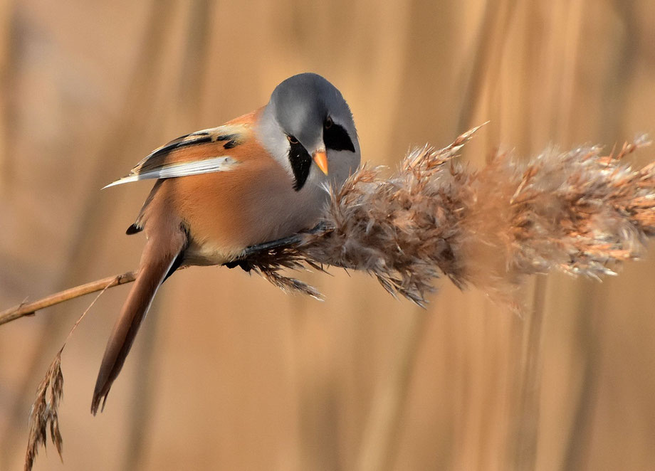 Bearded Reedling