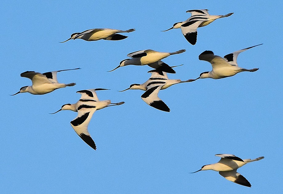 Avocets