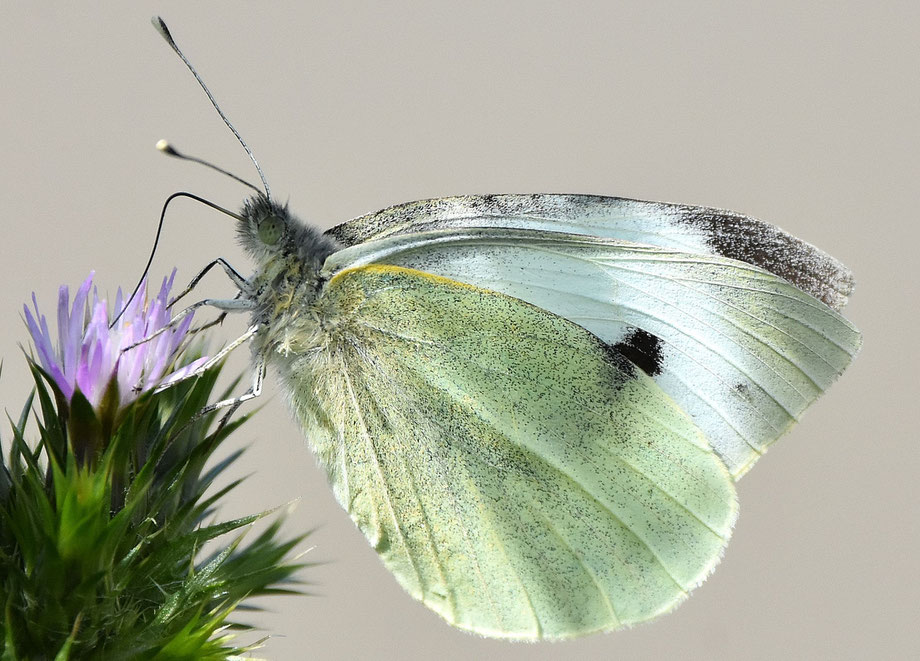 Small White Butterfly