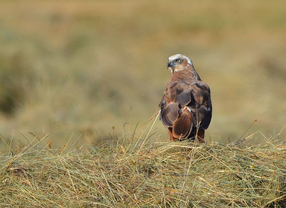 Marsh Harrier