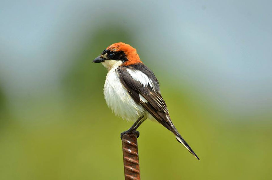 Woodchat Shrike