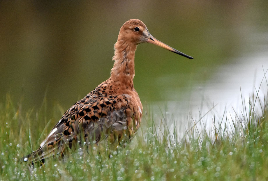 Godwit