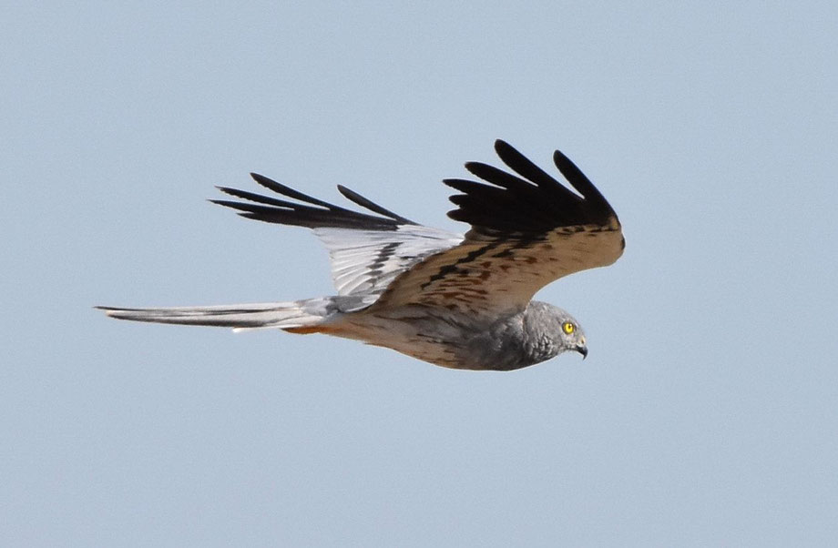 Montagu's Harrier