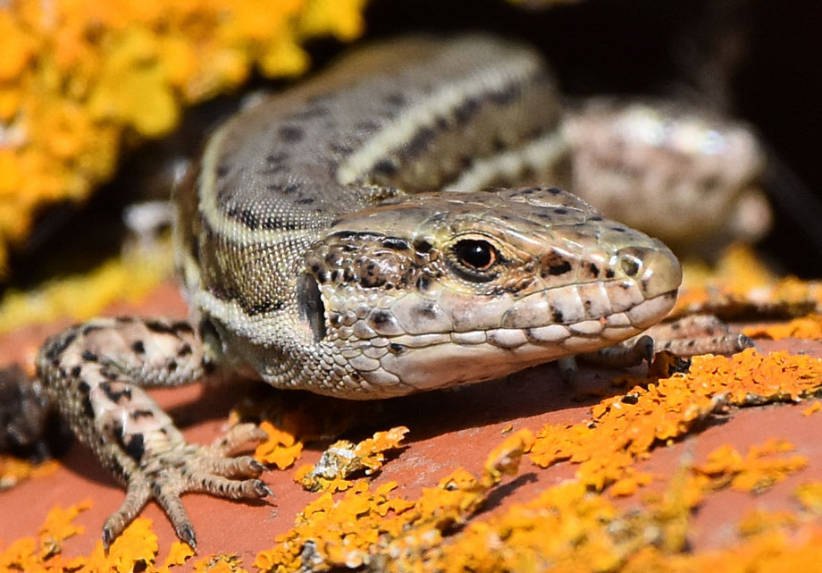 Wall Lizard