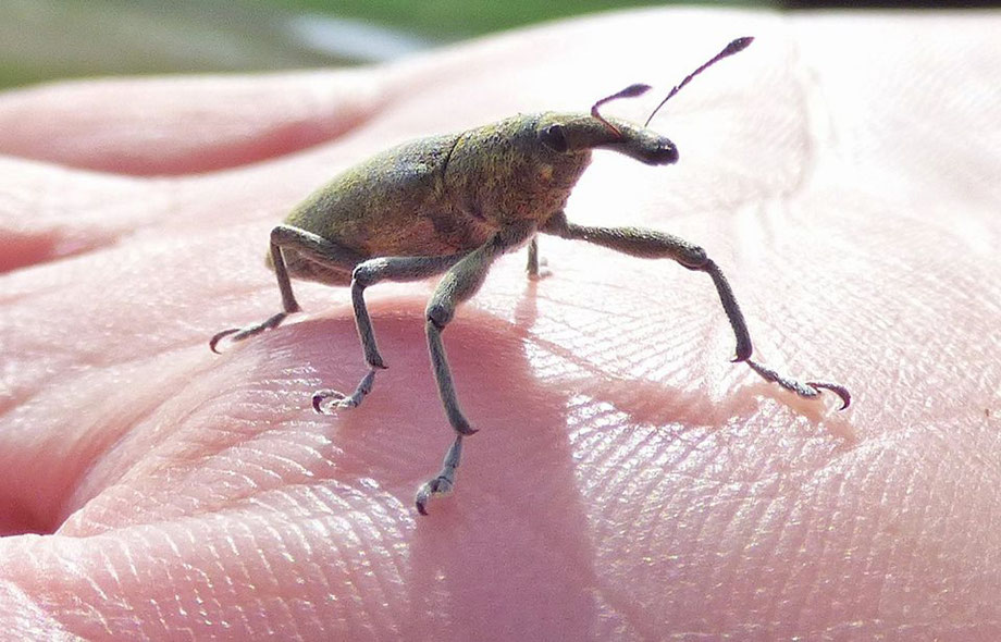 Weevil