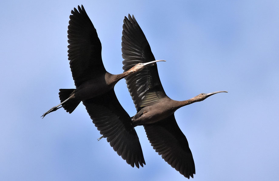 Glossy Ibis