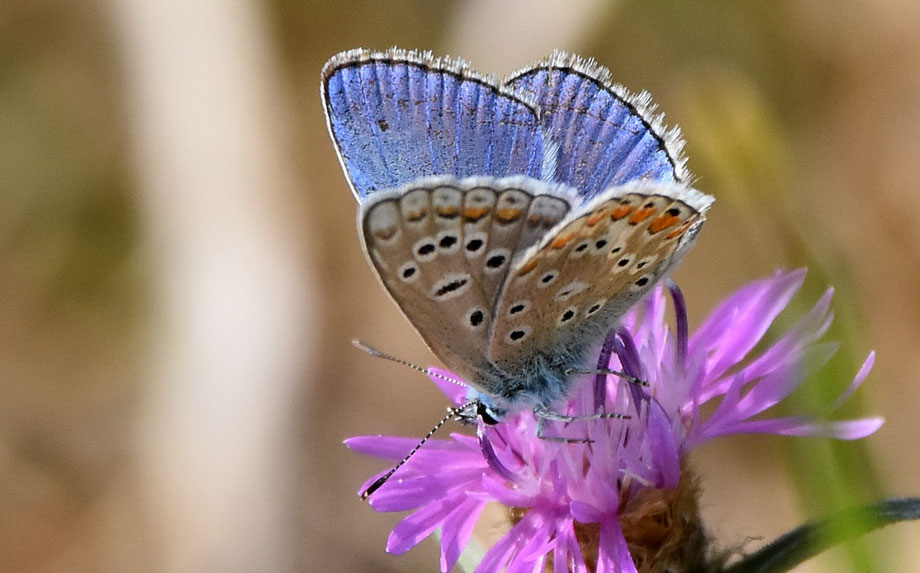 Common Blue Butterfly