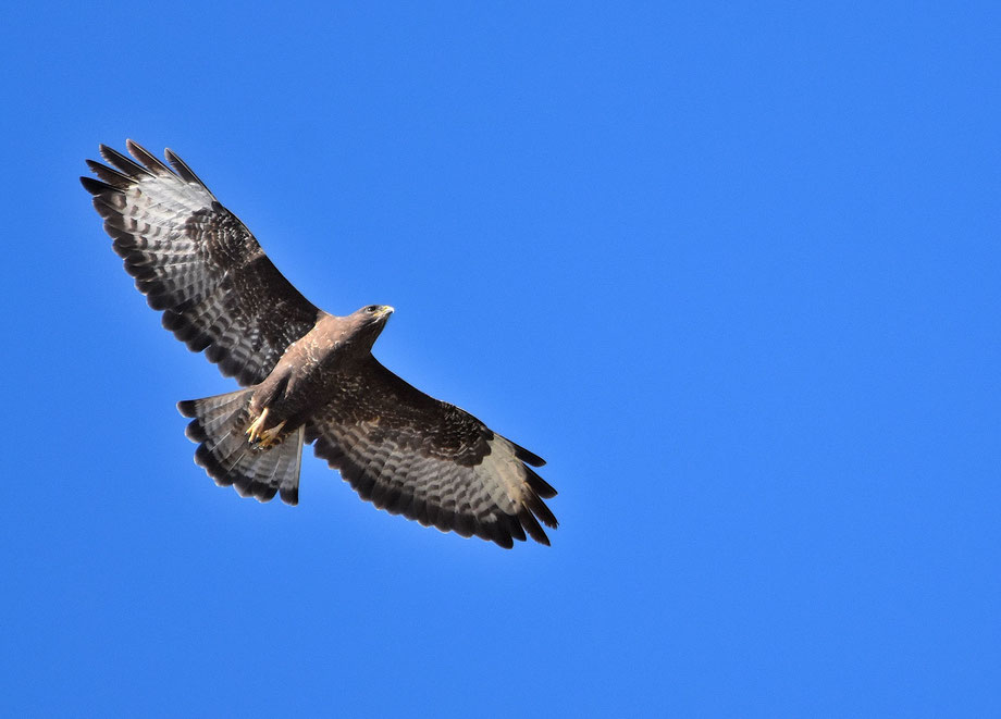 Buzzard