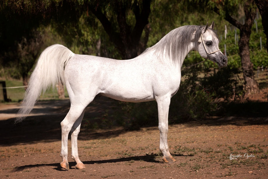 Arabian Studs in California (in USA) to