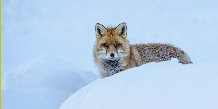 Fuchs im Valsavarenche (Gran Paradiso NP)