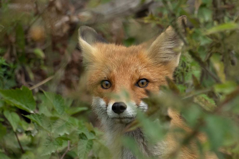 neugieriger Jungfuchs in Estland