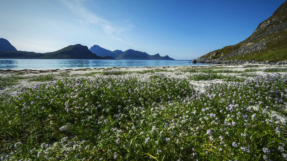 Blumen am Haukland Strand