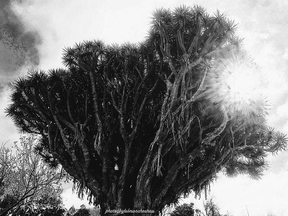 PHOTO © BY LEÓN W.SCHOENAU EDITIONCANARIAS
