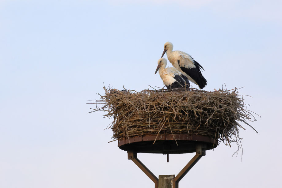 2 Jungstörche im Nest