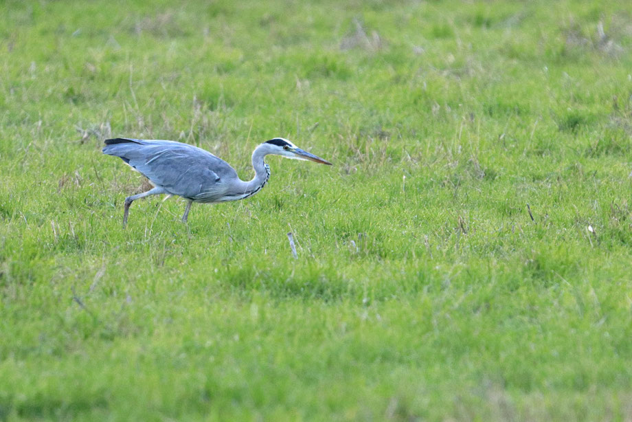 Graureiher bei der Jagd