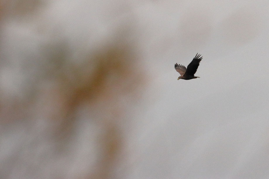 Seeadler verschwindet hinter Gebüsch