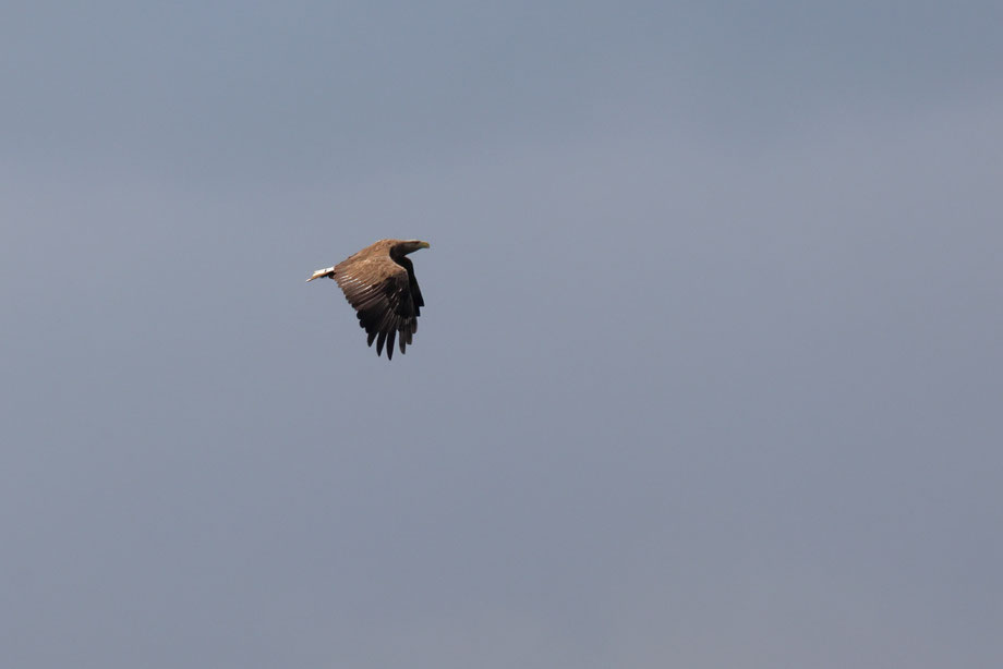 Seeadlerweibchen