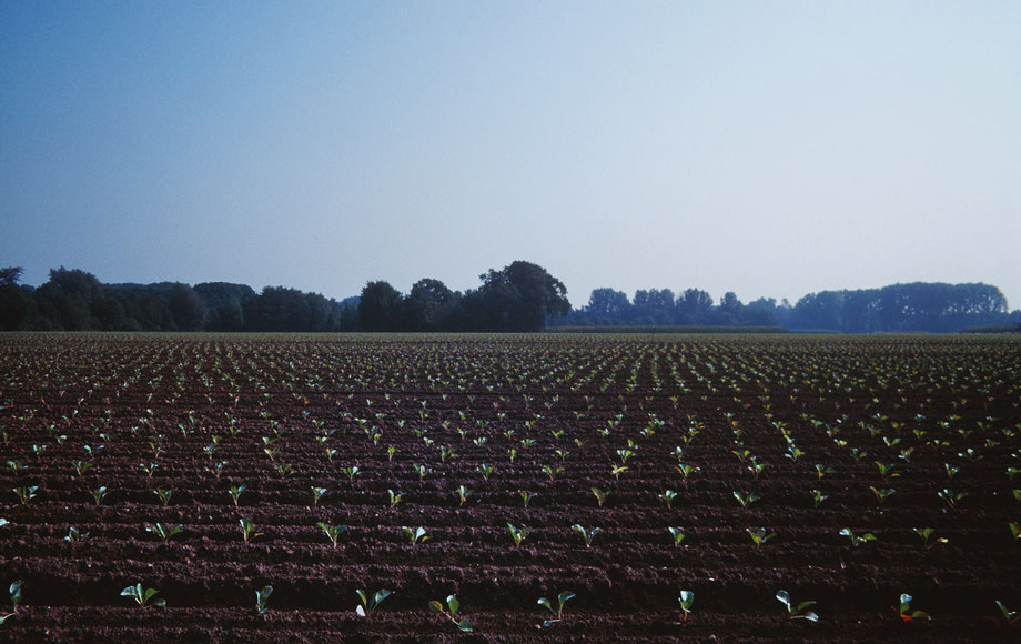 Feld bei Wankum 2000