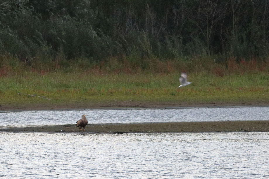 Seeadler und Möwe