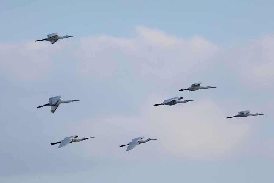 Gruppe Löffler auf dem Rückweg zur Kolonie