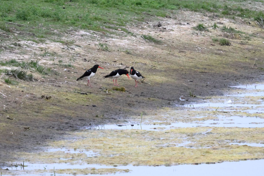 3 Austernfischer und vermutlich 1 Flussregenpfeifer