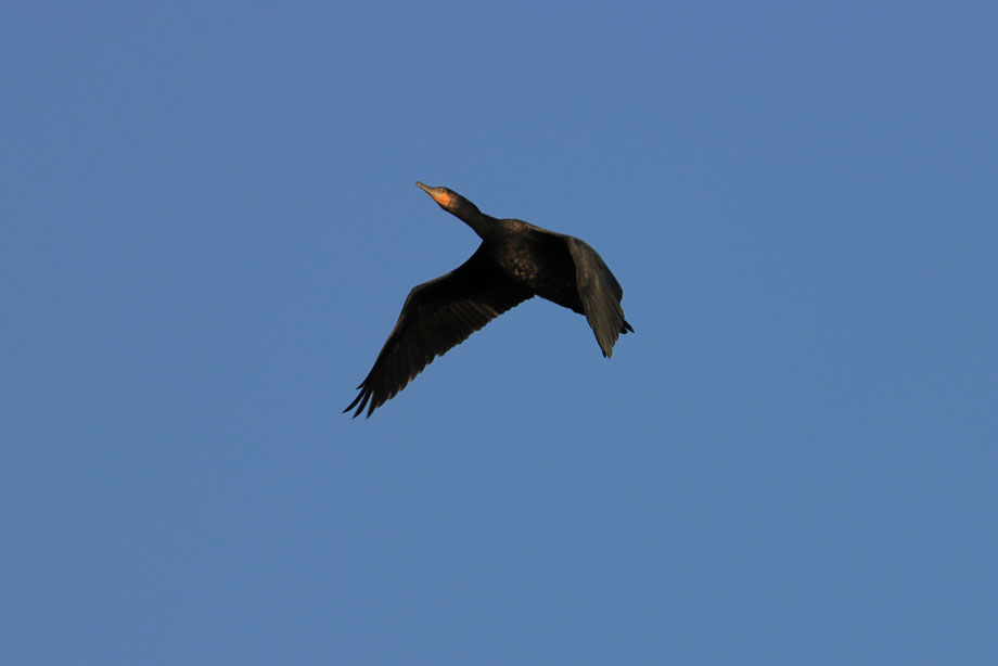 Kormoran