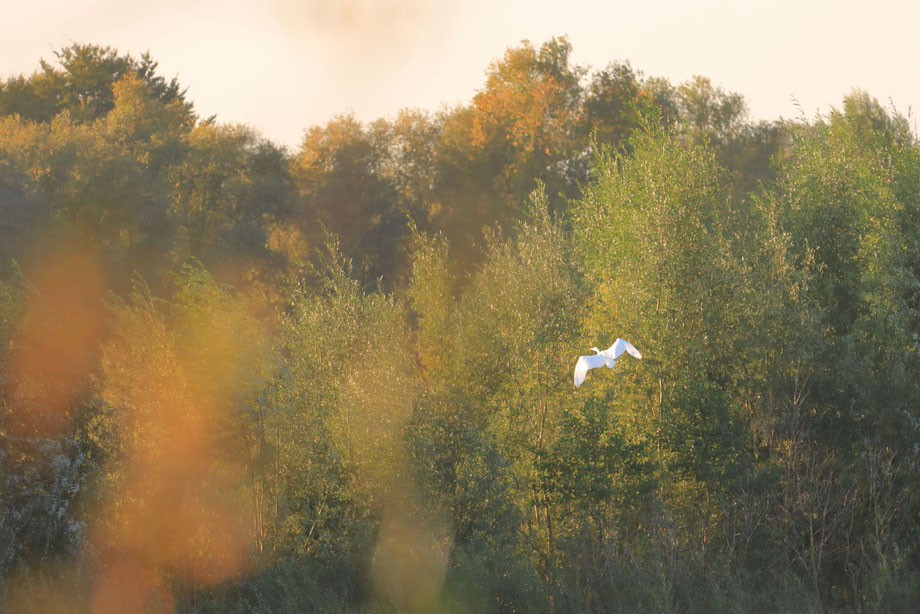 Silberreiher in der Herbstsonne