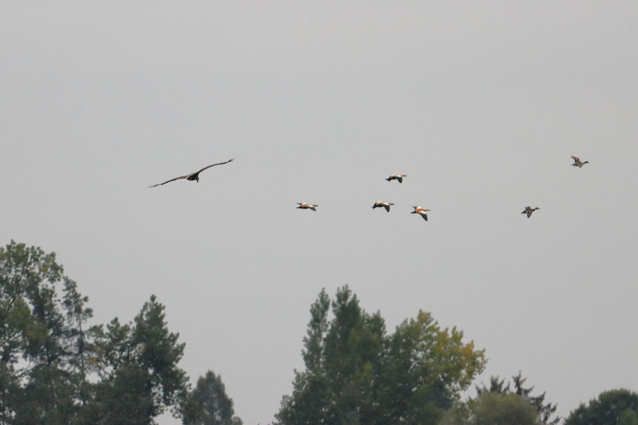 Seeadler und fliehende Rostgänse