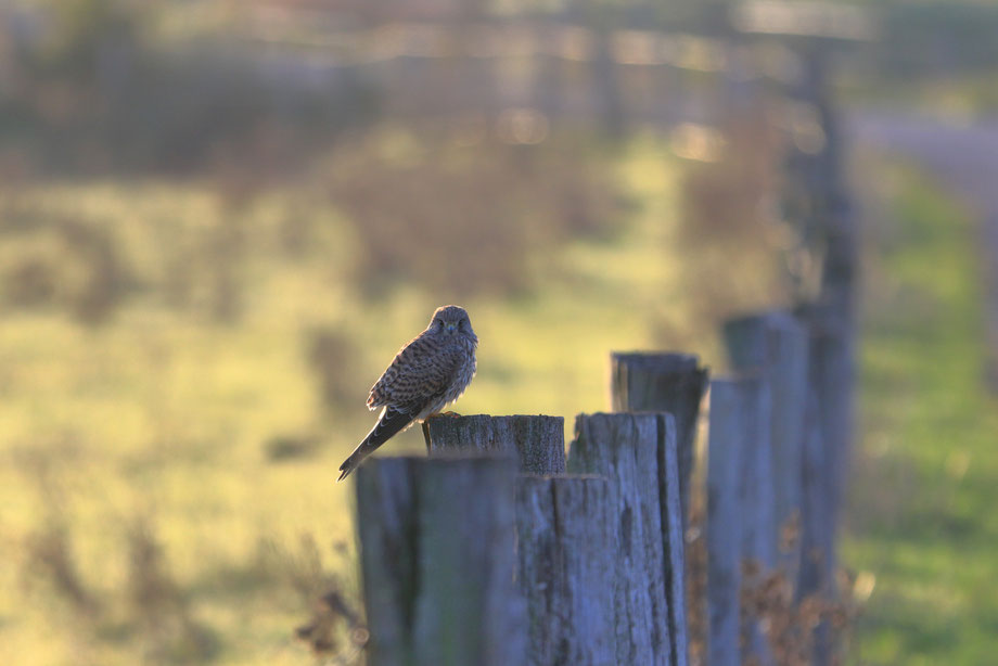 Turmfalke in der Morgensonne